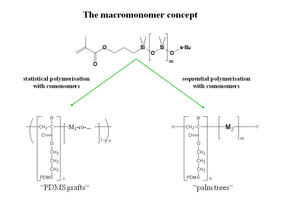 Scheme 6.1: Preparation of Graft-Copolymers by copolymerization of macromonomers