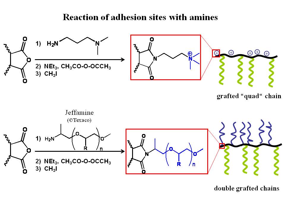 Scheme 6.3: Polymer analogous modification of P[PDMS-MA-co-MSA] copolymers