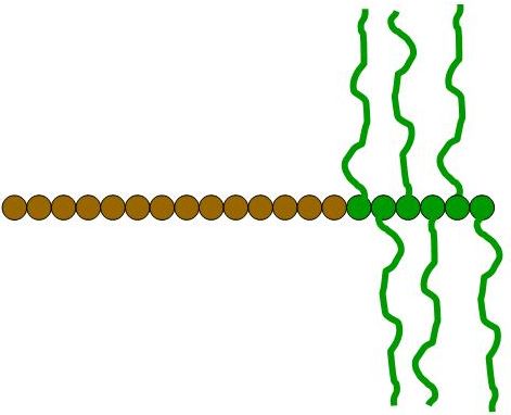 Scheme 1: Schematical depiction of a “Palm Tree” block copolymer P[A]-b-P[Macromonomer] 